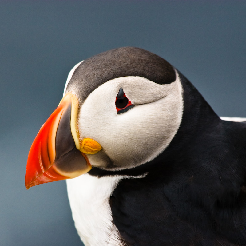 Atlantic Puffin